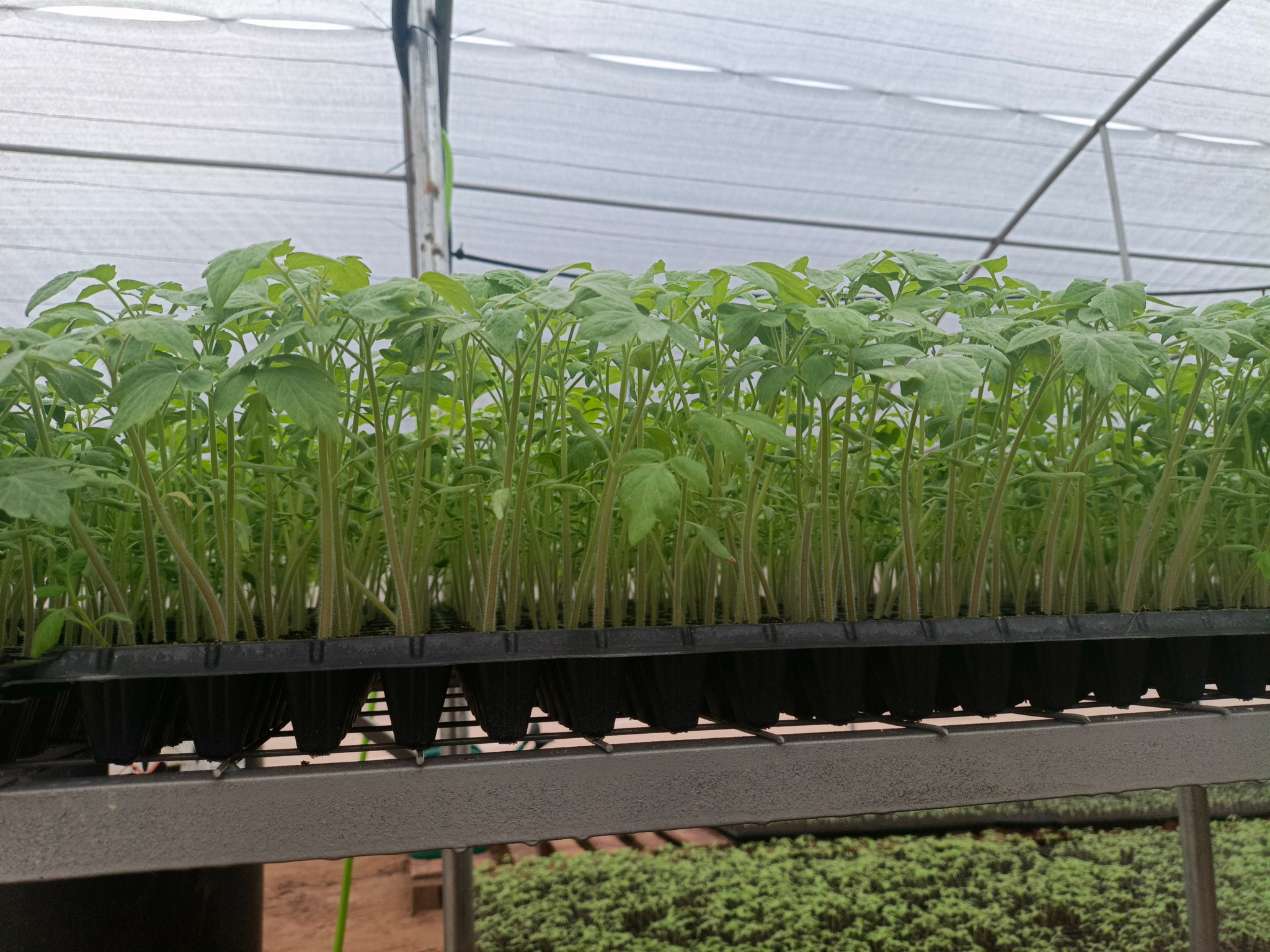 Greenhouse seedling production