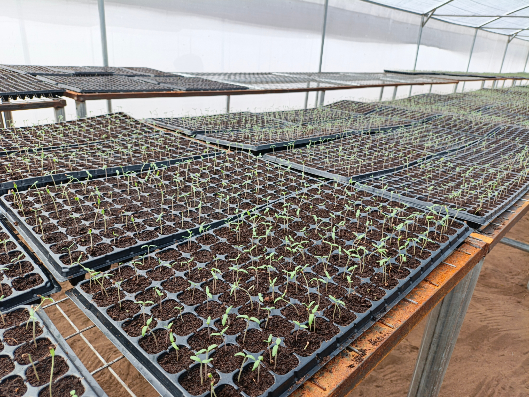 Vegetable seed trial seedlings in a greenhouse